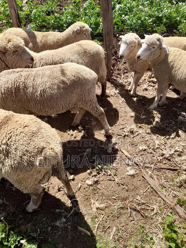 Merino Farm - thumbnail 5