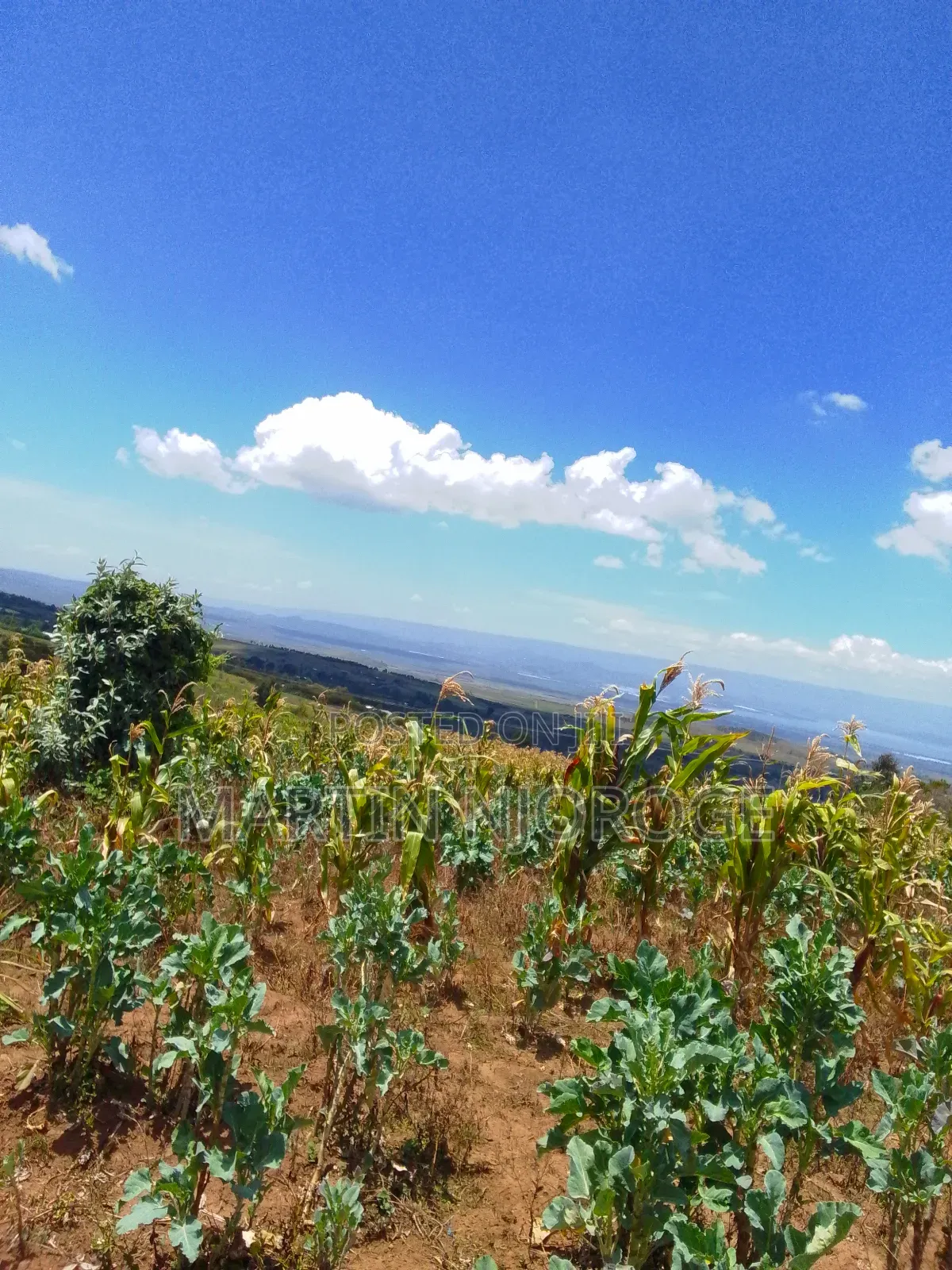 2.5 Acres Ihindu, Naivasha