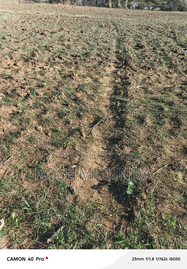 1and Half at Kwamutula - thumbnail 4