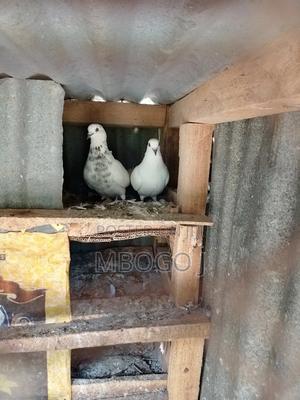 Birds for Sale. Good White Pigeons - thumbnail 2