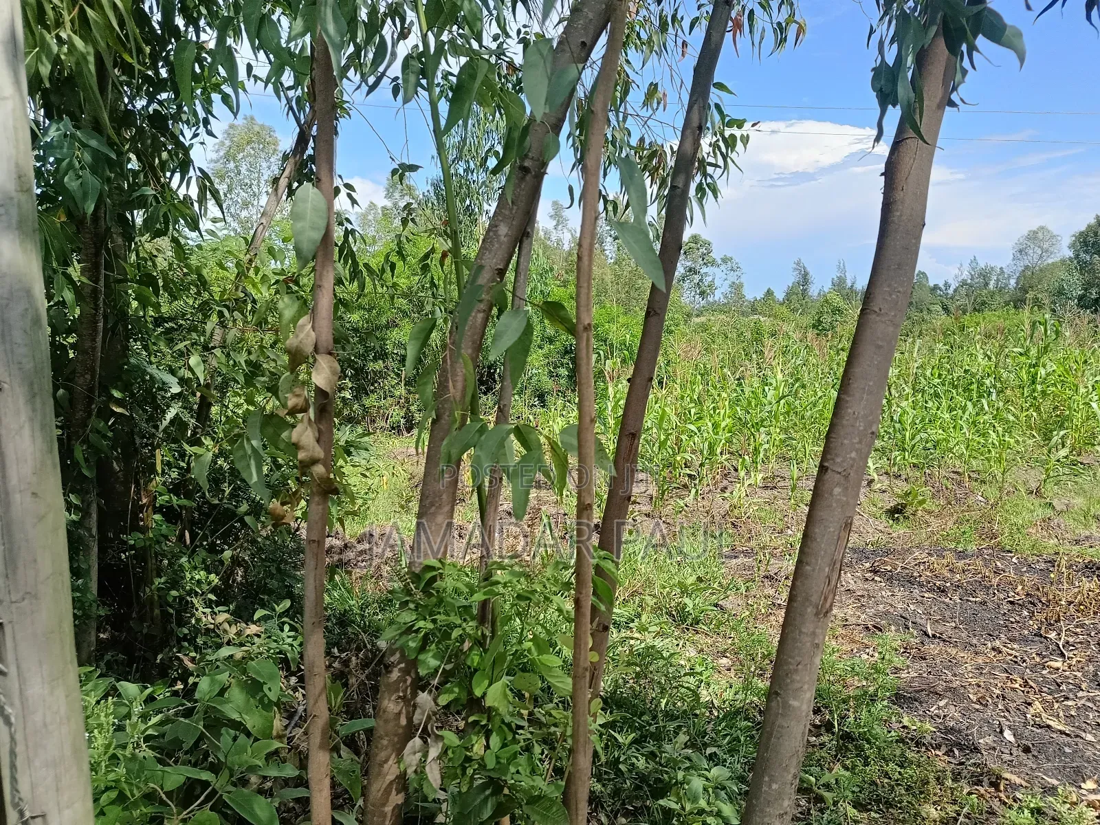 Land for Sale in Ojolla
