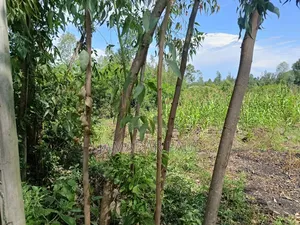 Land for Sale in Ojolla