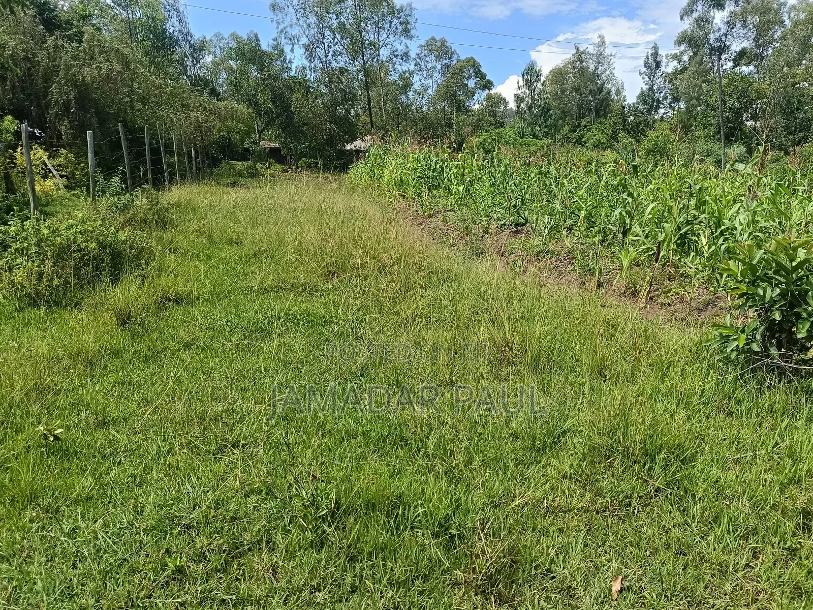 Land for Sale in Ojolla
