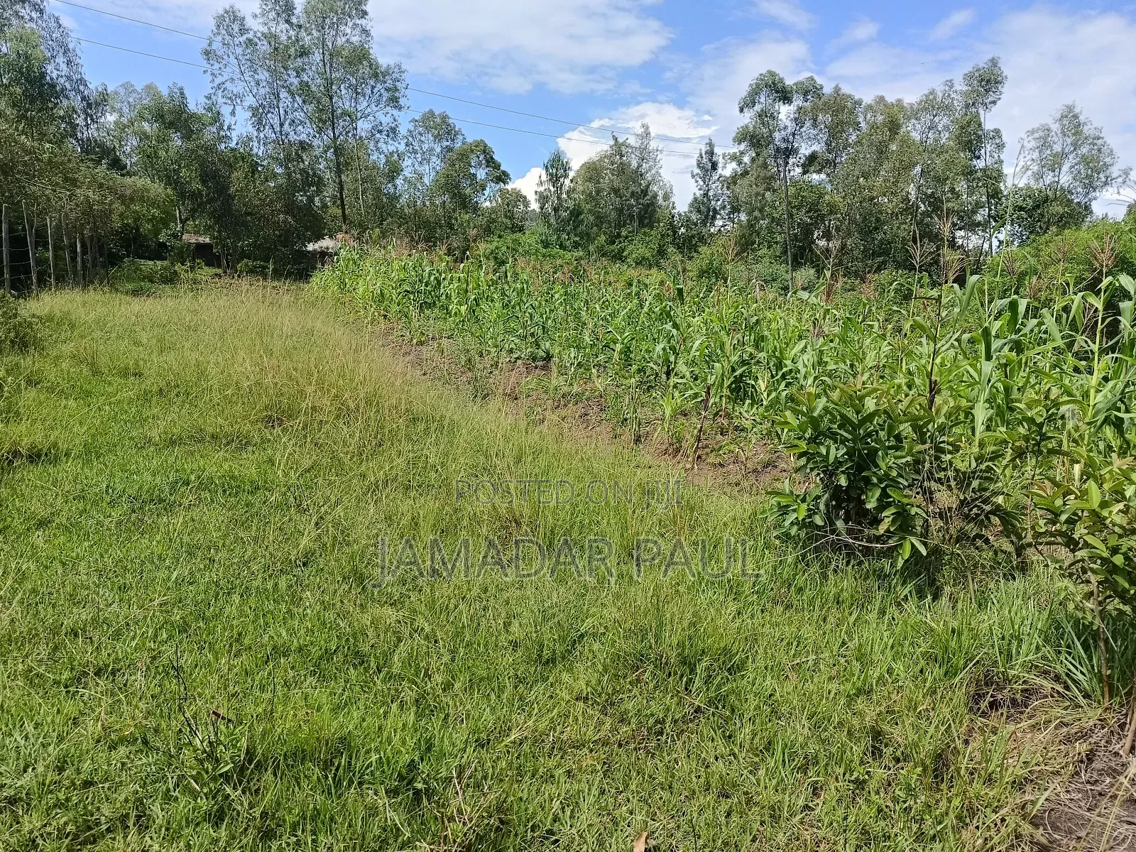 Land for Sale in Ojolla