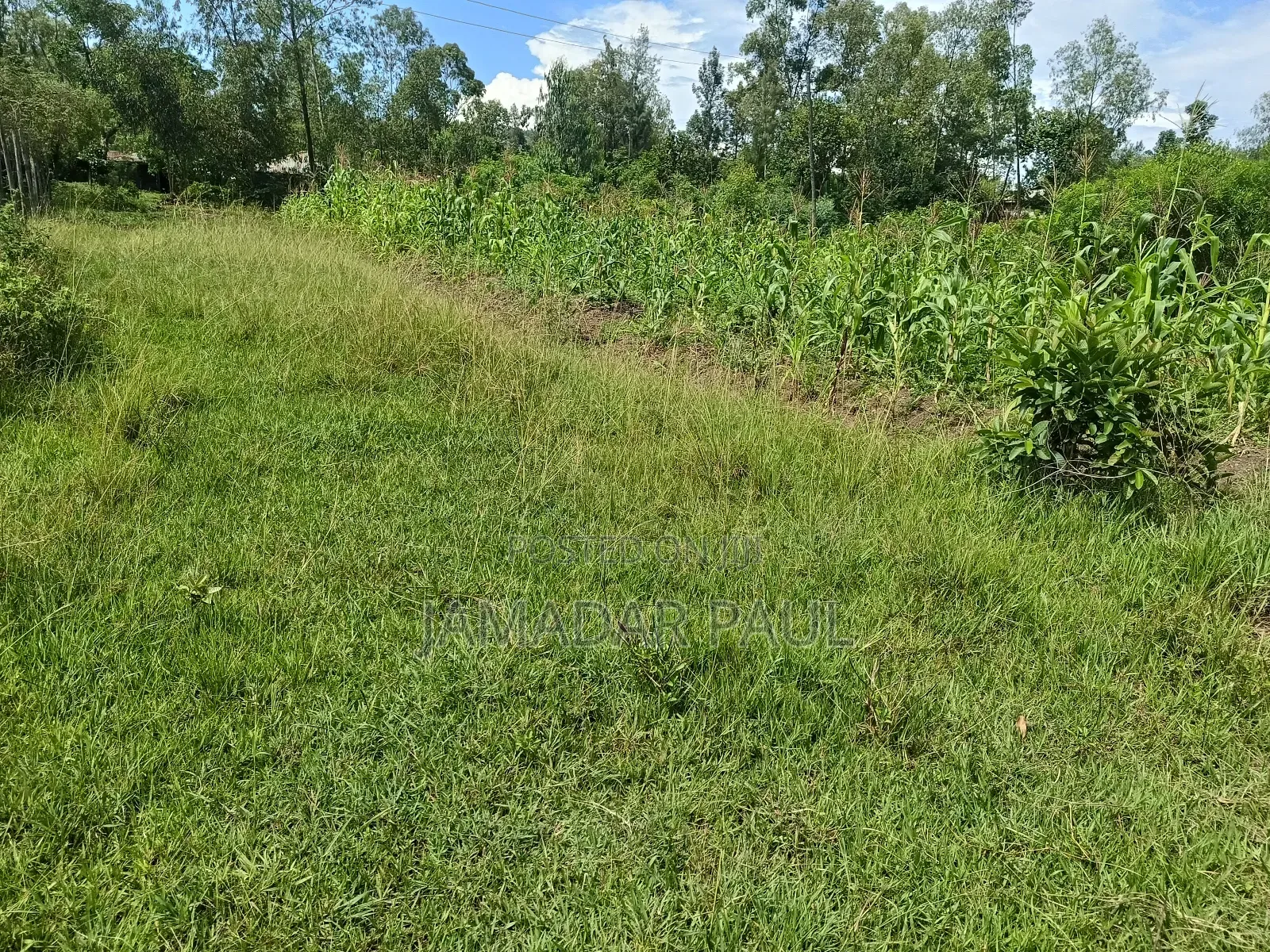Land for Sale in Ojolla