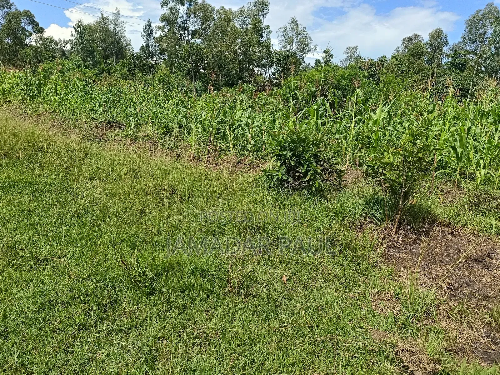 Land for Sale in Ojolla
