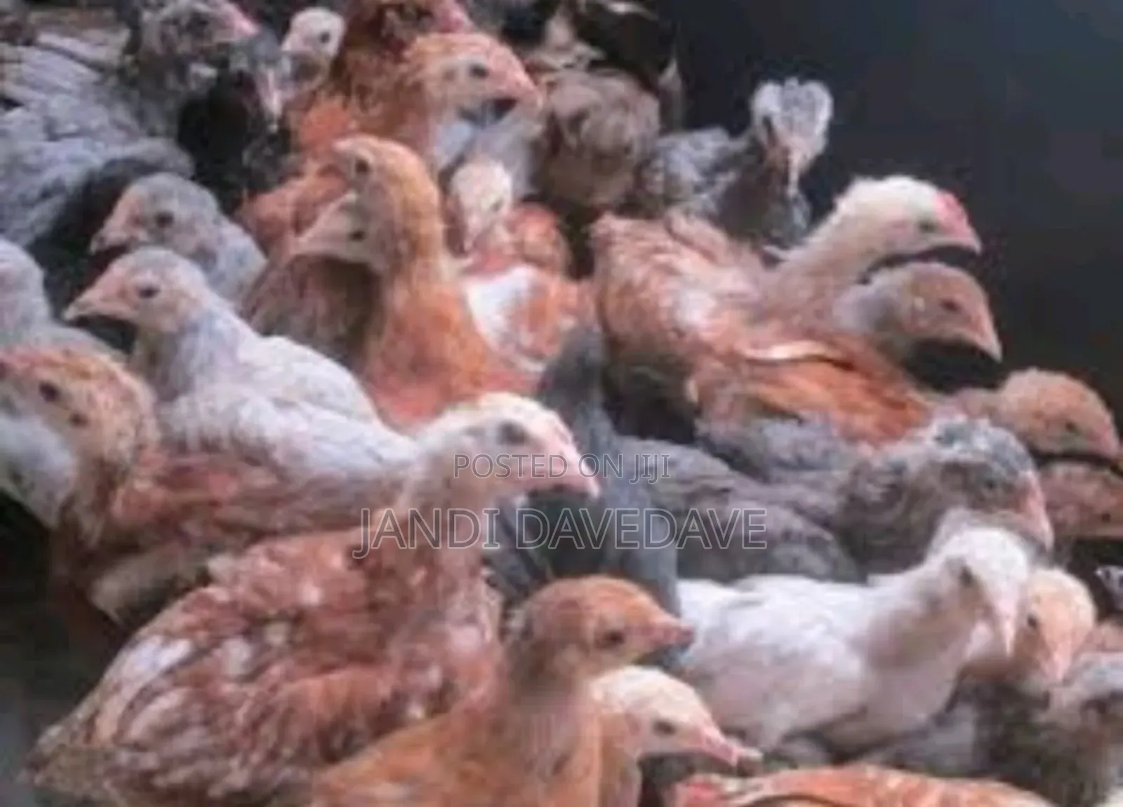 Poultry Kienyenji Chicks ,Jogoo Etc.Broilers