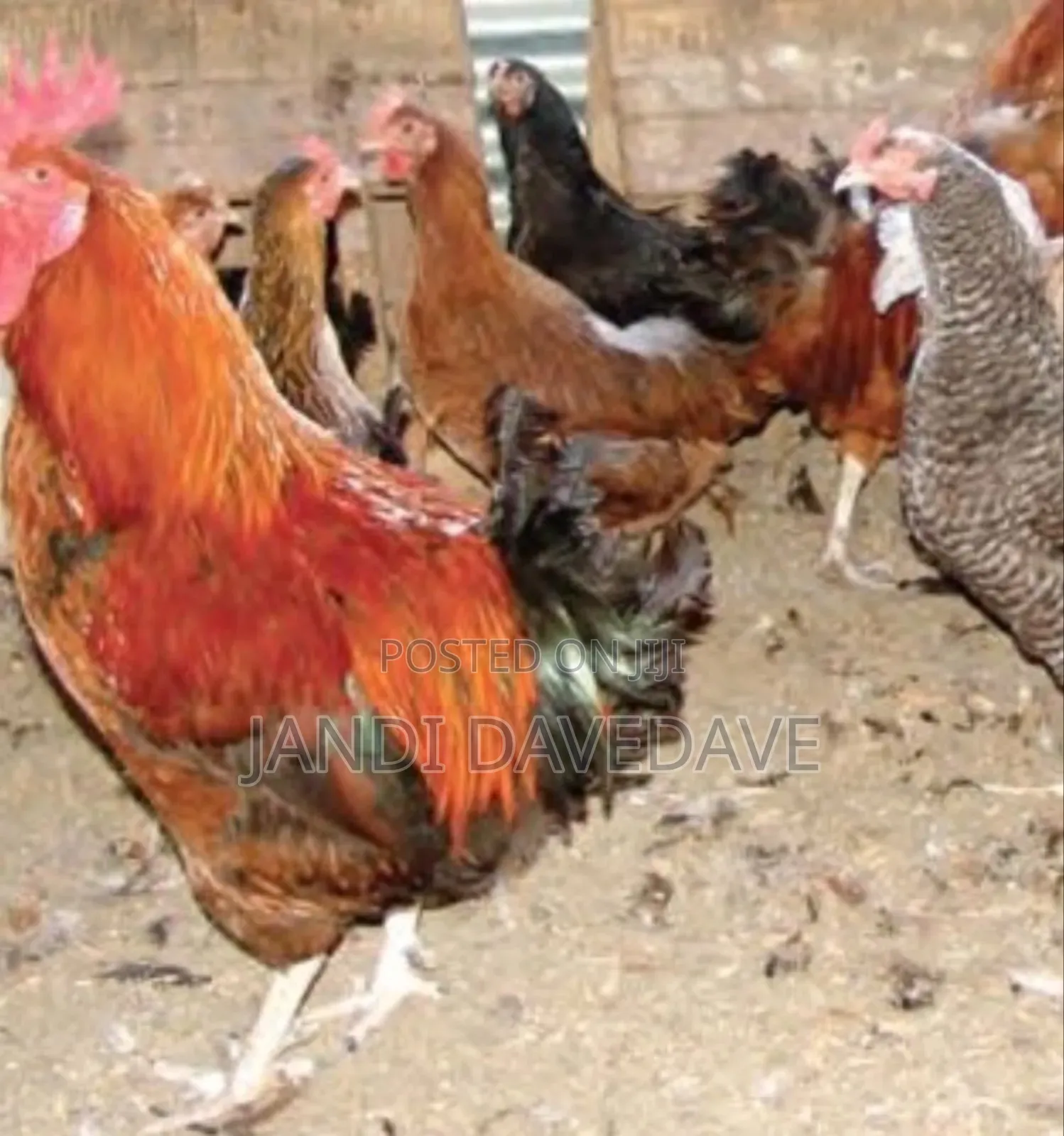 Poultry Kienyenji Chicks ,Jogoo Etc.Broilers