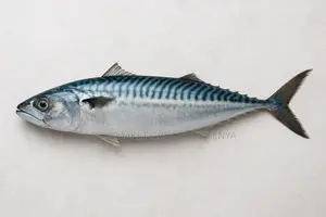 Titus Iced Fish