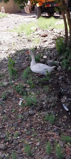 Emden Goose