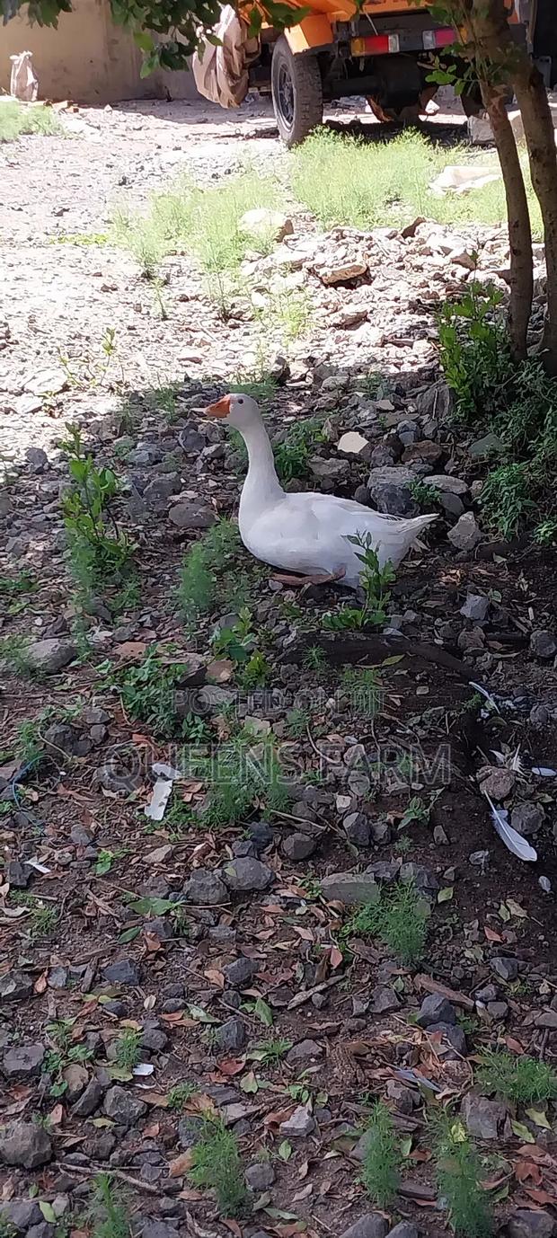 Emden Goose - main view