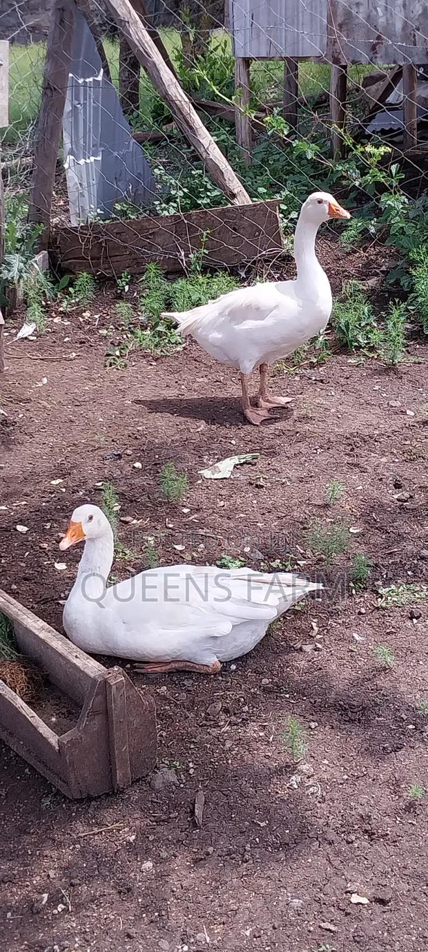 Emden Goose - thumbnail 3