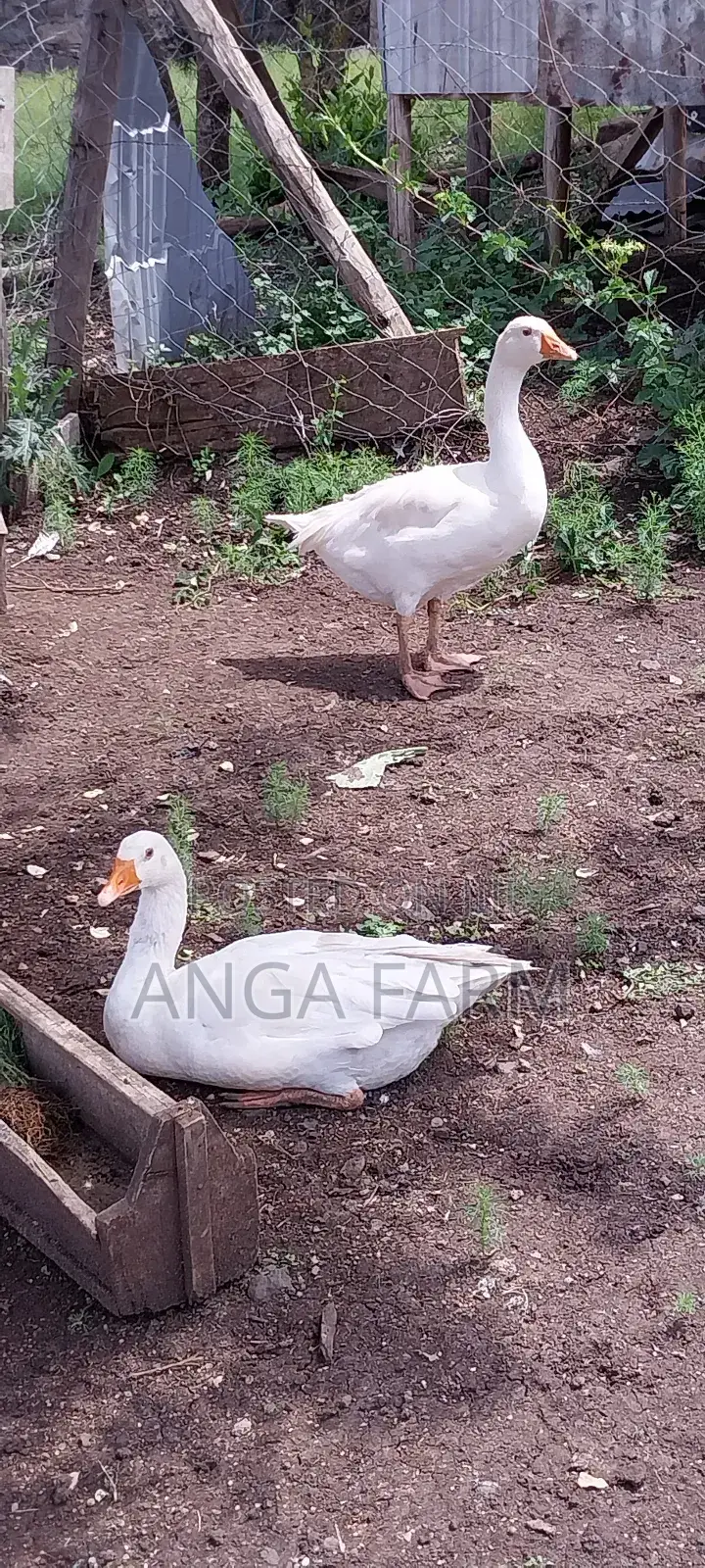 Emden Goose