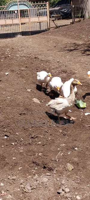 Emden Goose