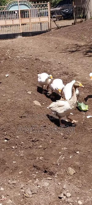 Emden Goose