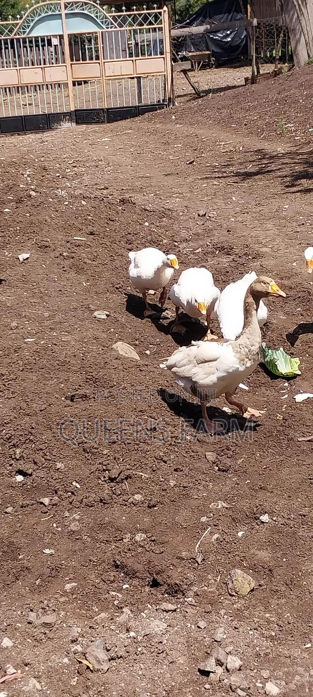 Emden Goose - thumbnail 4