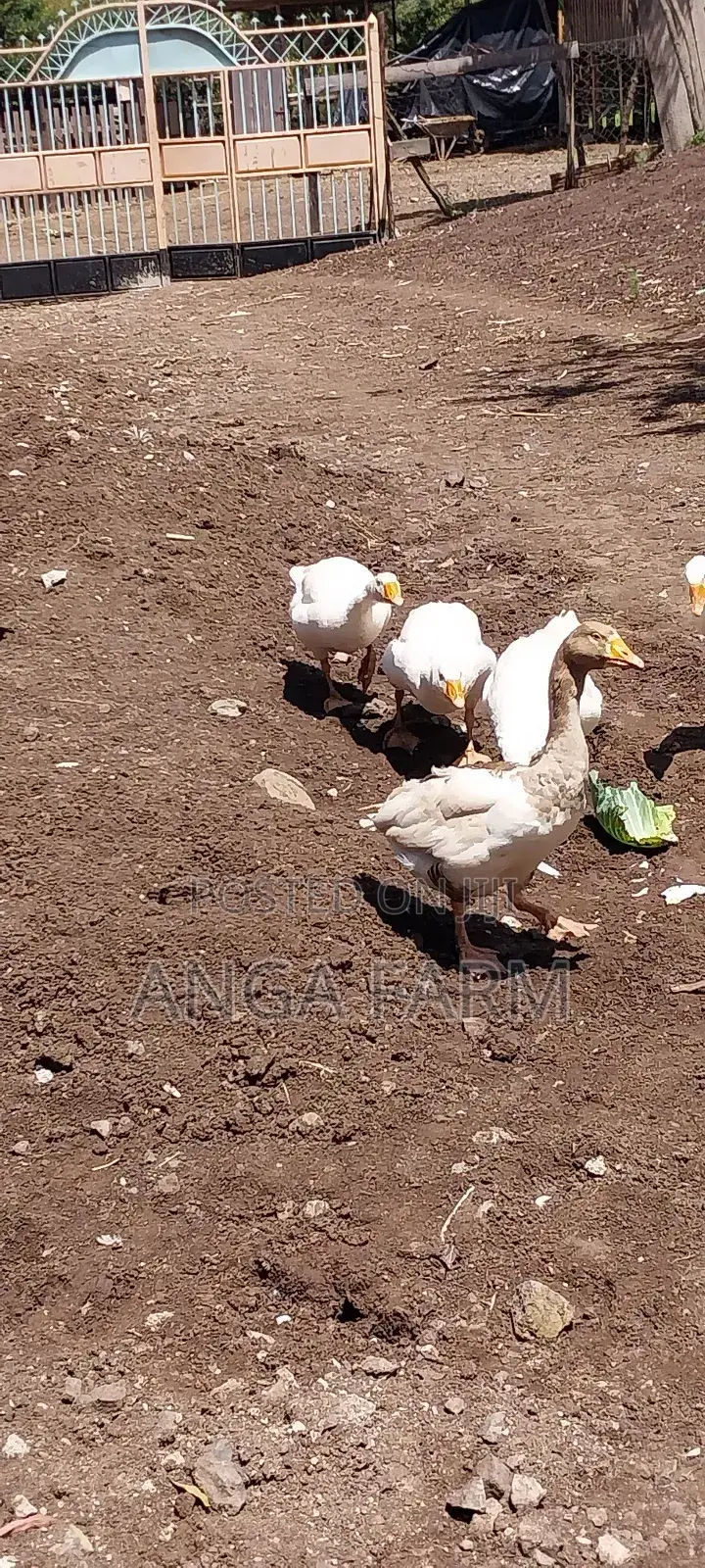 Emden Goose