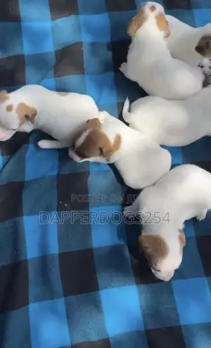 1-3 months Male Mixed Breed Jack Russell Terrier