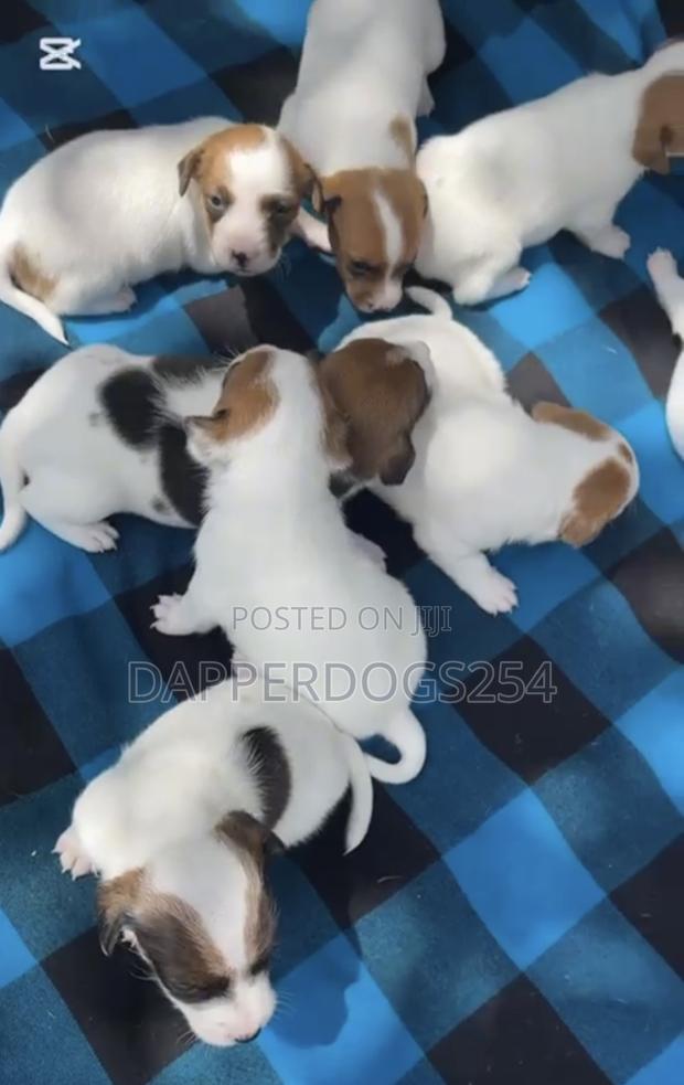 1-3 months Male Mixed Breed Jack Russell Terrier