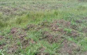 8000 Acres for Sale at Sugurui Segera Mutara Laikipia Ksh. /Acre