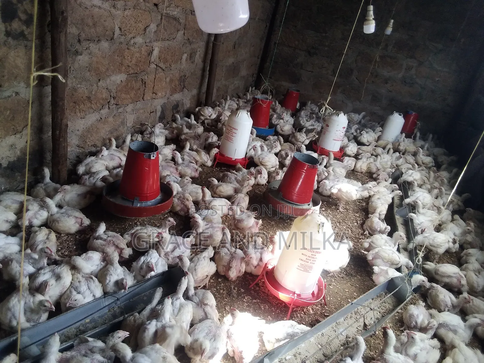 Broiler Chicken