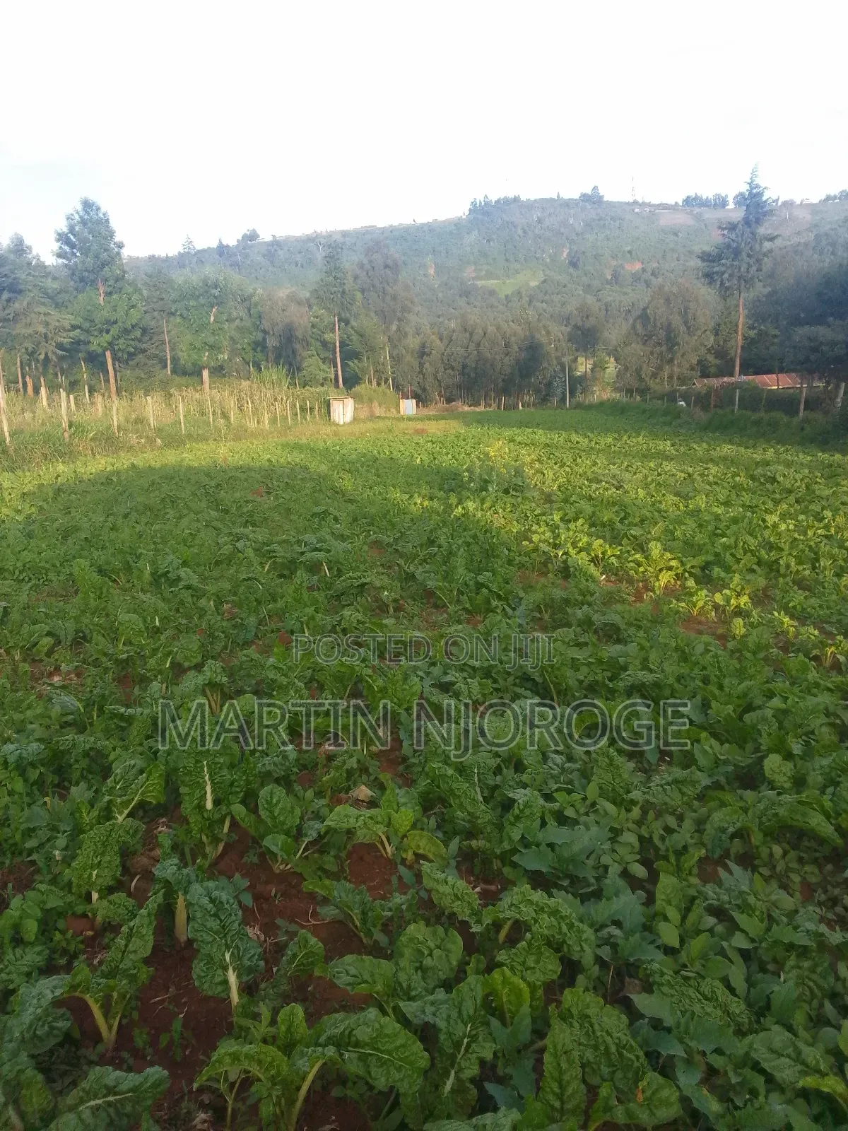 1.25 Acres Escarpment