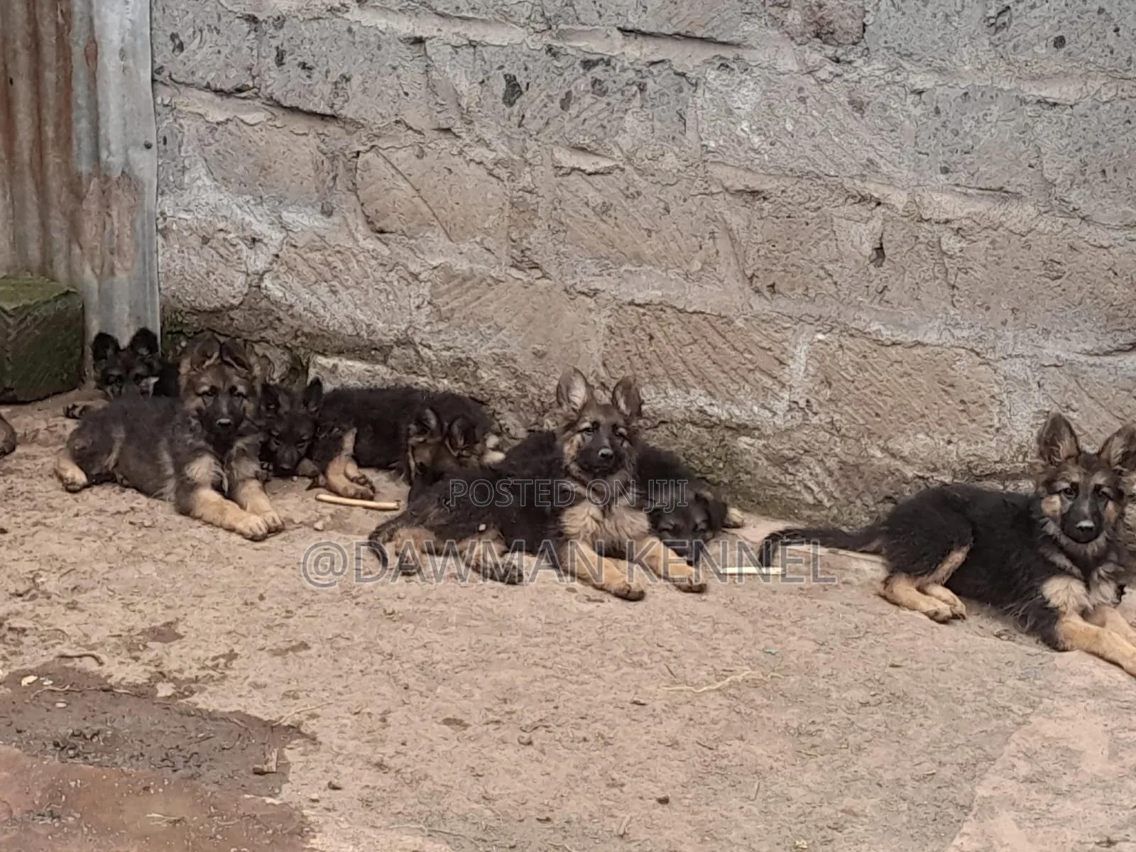 1-3 months Male Purebred German Shepherd