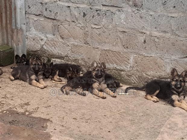 1-3 months Male Purebred German Shepherd - main view