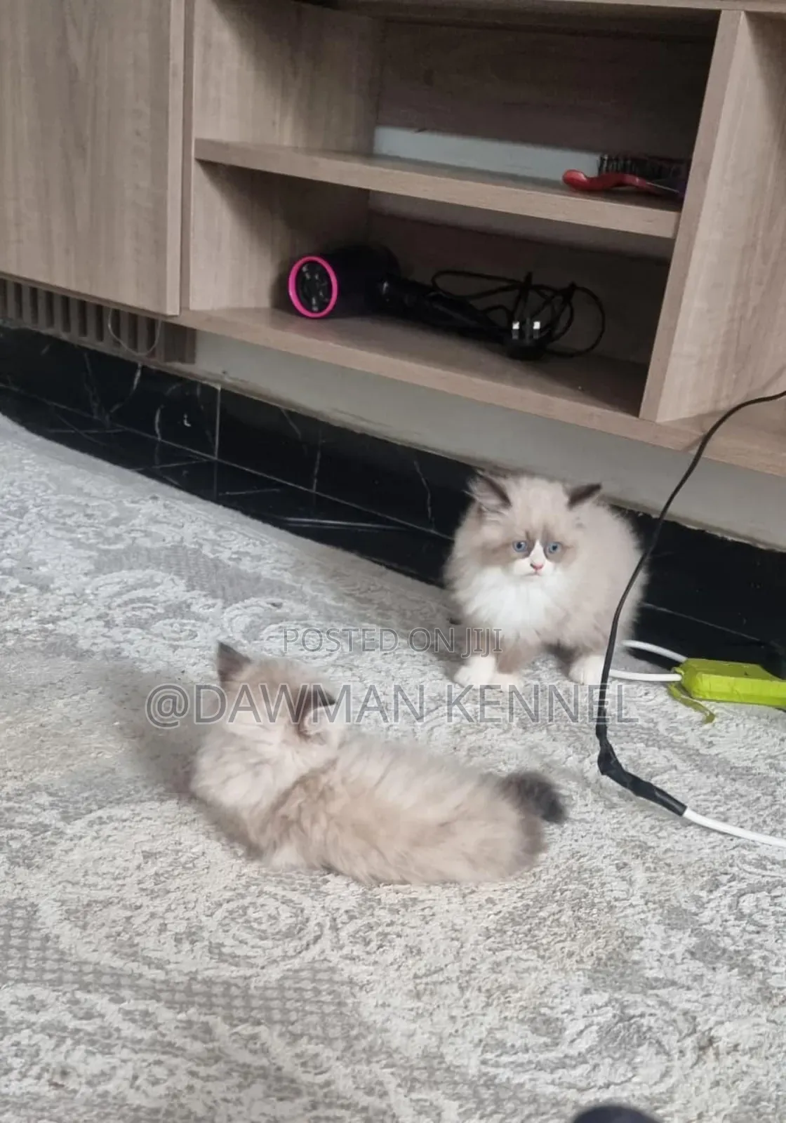 1-3 months Male Purebred Ragdoll
