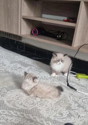 1-3 months Male Purebred Ragdoll - main view