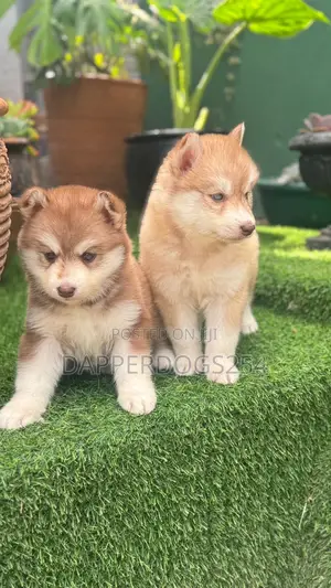 1-3 months Male Purebred Siberian Husky