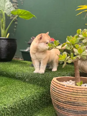 1-3 months Male Purebred Siberian Husky