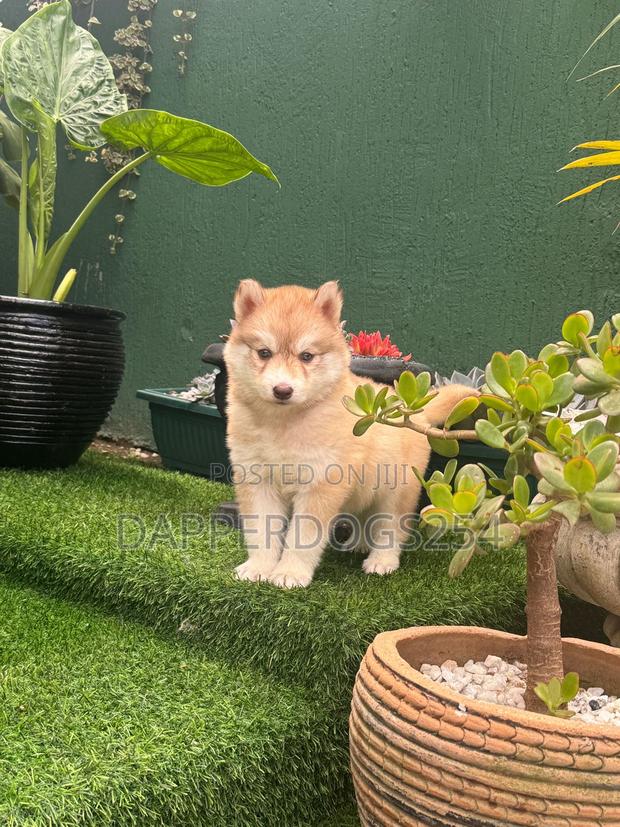 1-3 months Male Purebred Siberian Husky - thumbnail 3