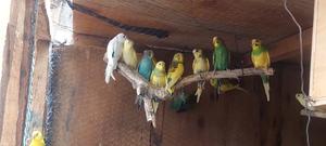 Supa Budgies. - thumbnail 2