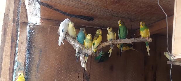 Supa Budgies. - main view