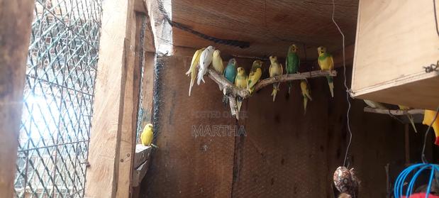 Supa Budgies. - thumbnail 3