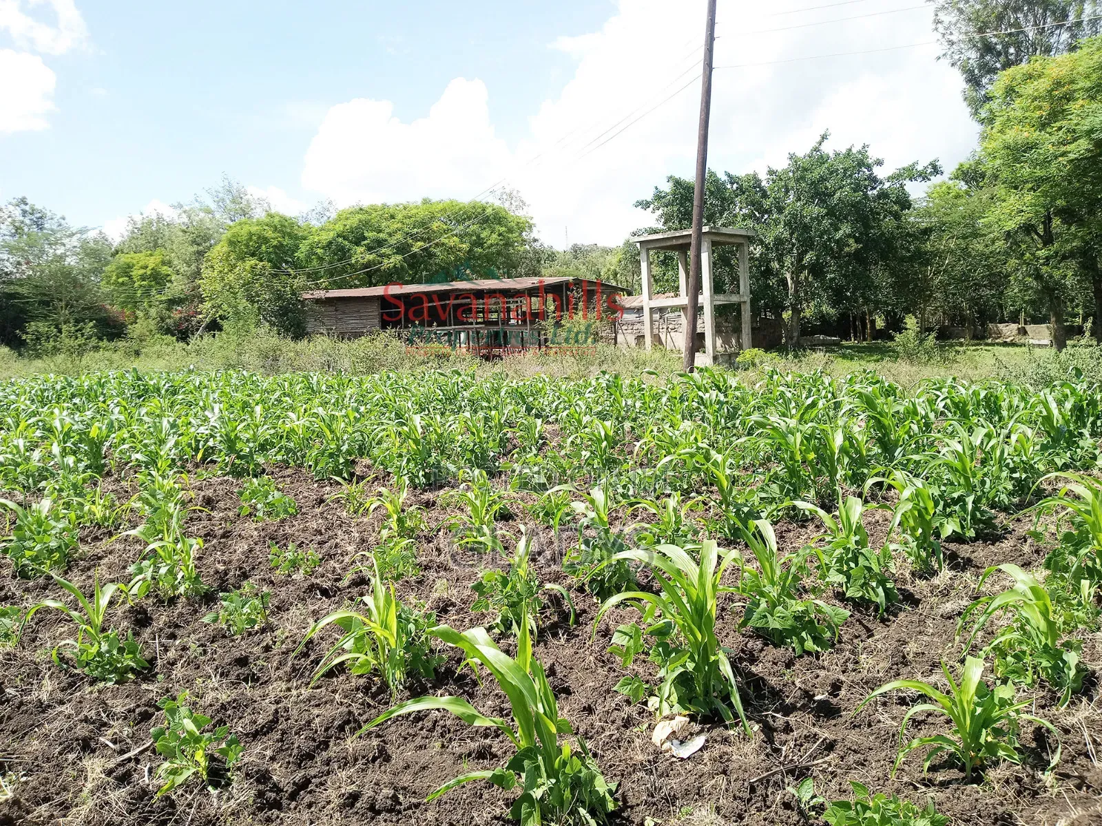 Zambia Eighth of an Acre 9plots