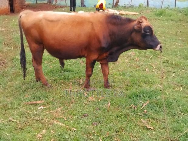 Jersey Bull - thumbnail 2