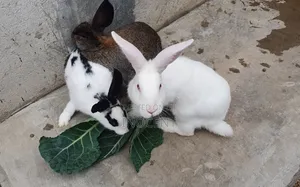 Rabbits Hybrid
