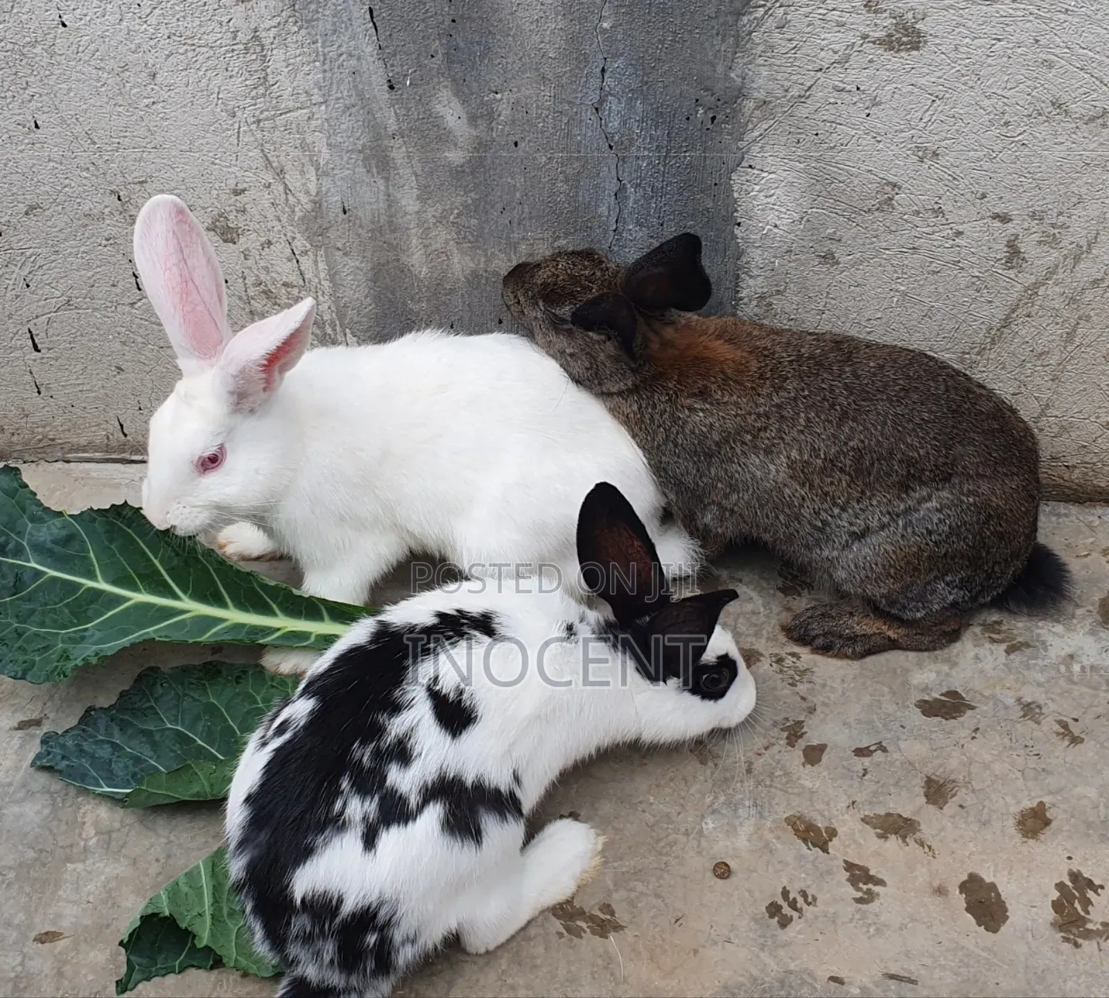 Rabbits Hybrid