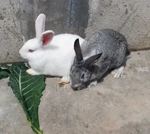 Rabbits Hybrid