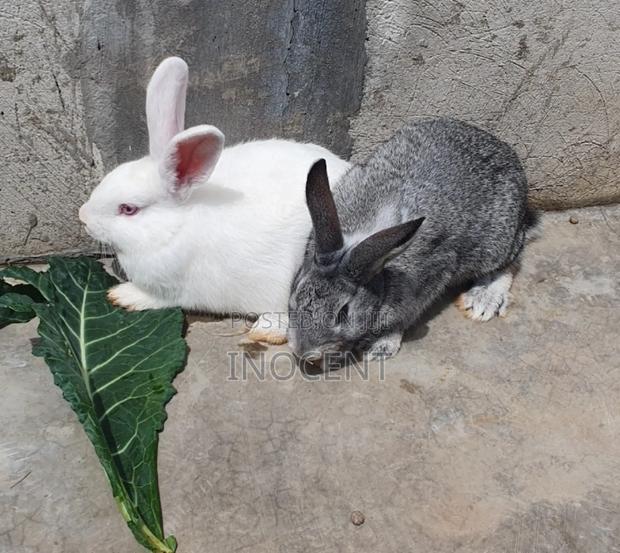 Rabbits Hybrid - thumbnail 3