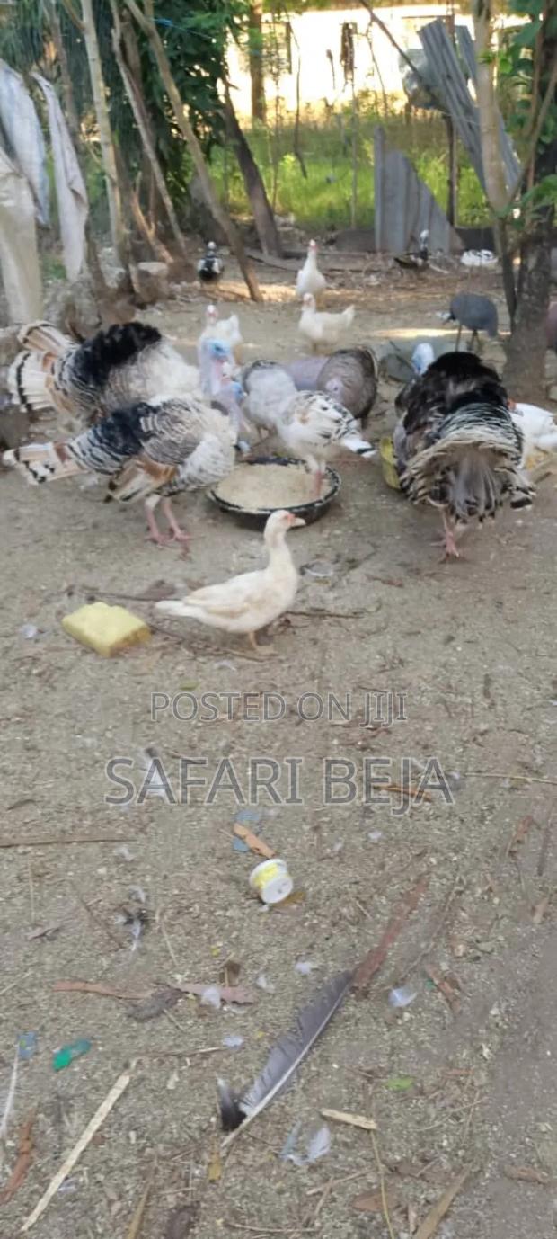 Farm Products Livestock and Crops