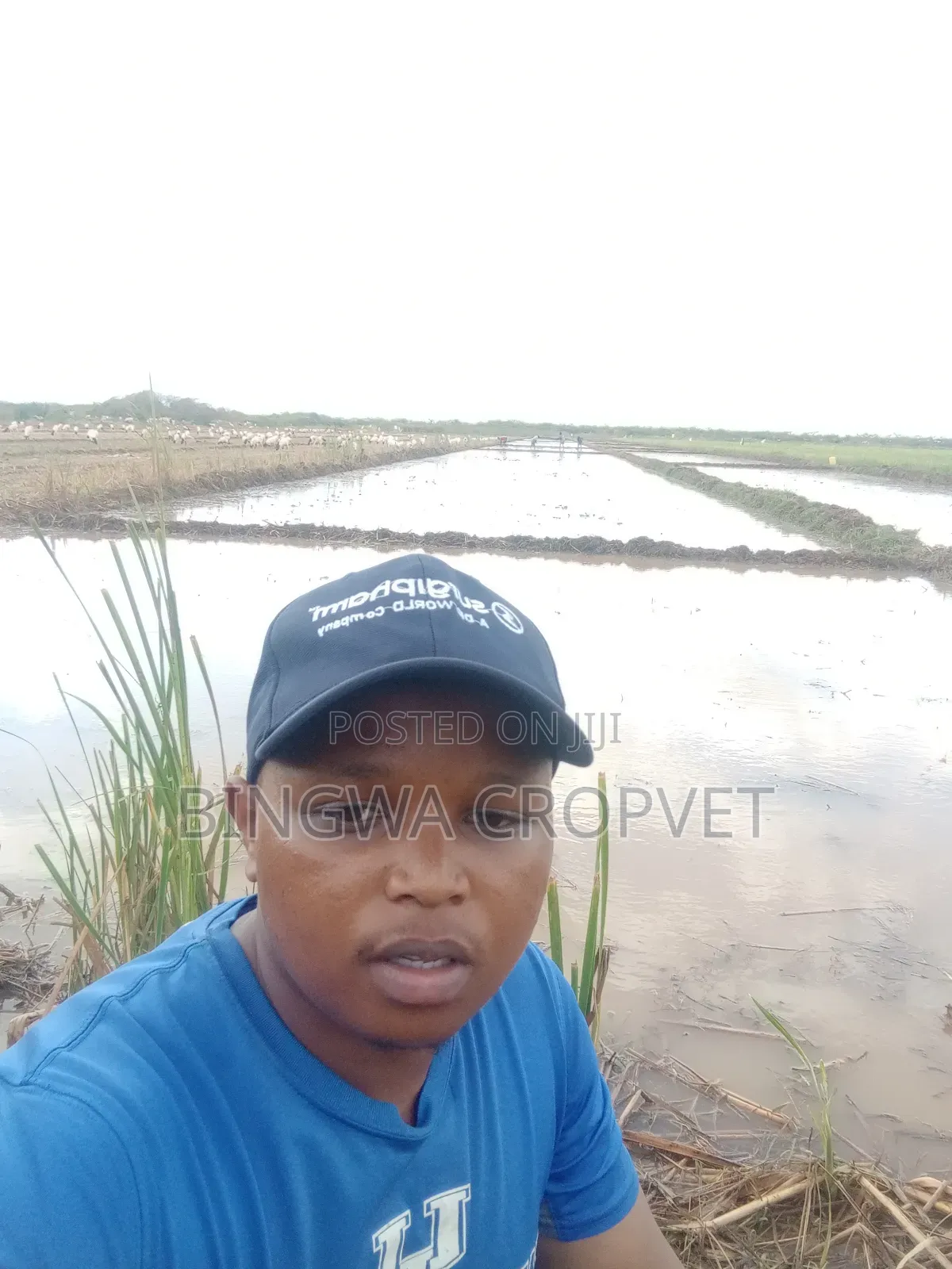 Agronomist Services
