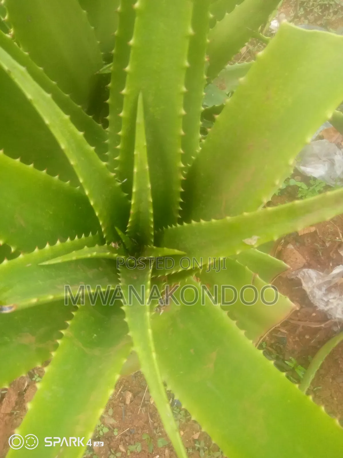 Aloe Vera Original