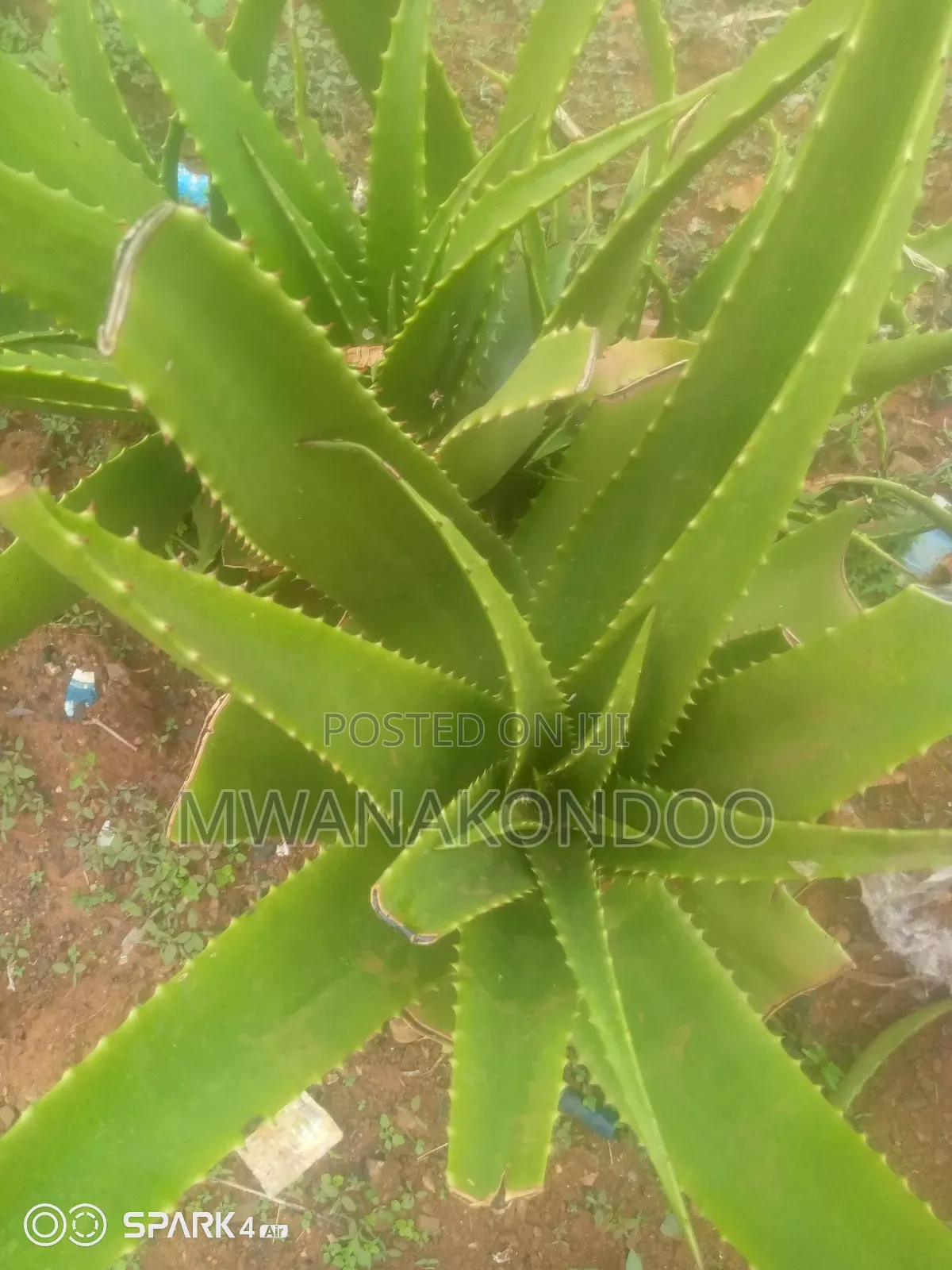 Aloe Vera Original