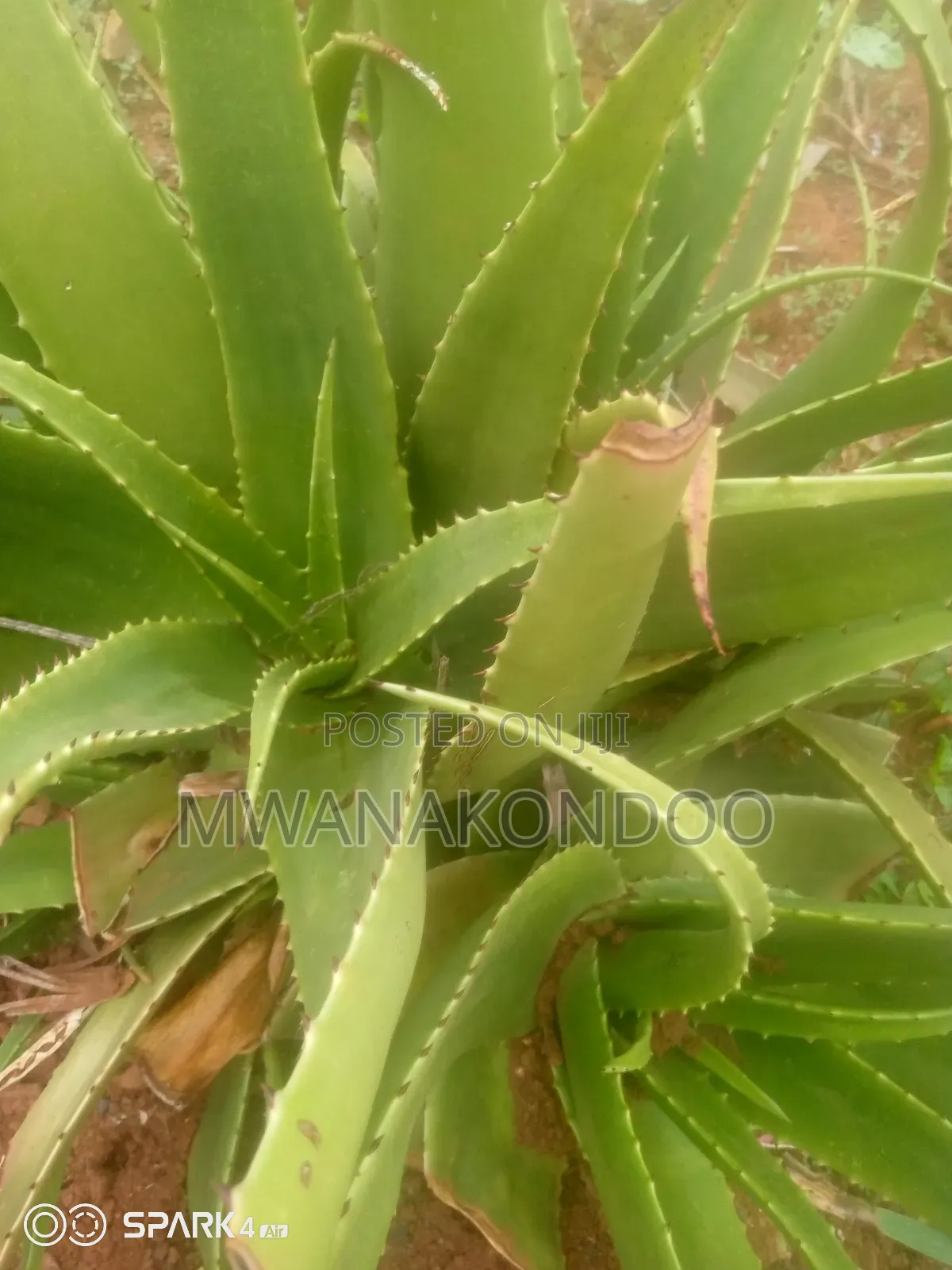 Aloe Vera Original
