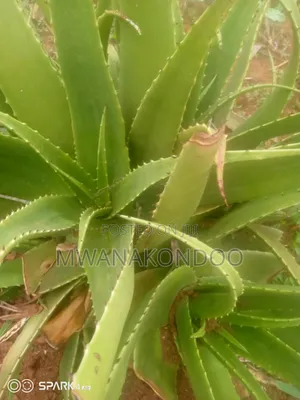 Aloe Vera Original