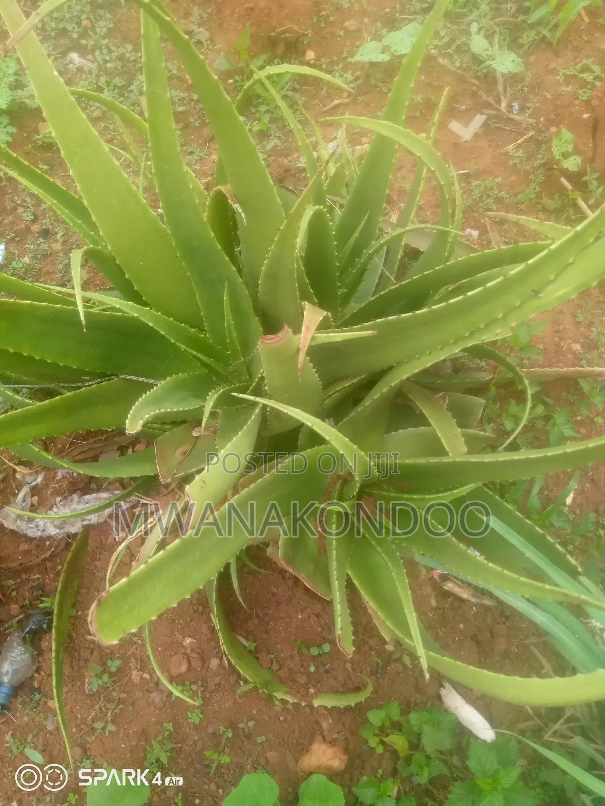 Aloe Vera Original