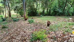 0.7 Acre Plot for Sale in Gachie - main view